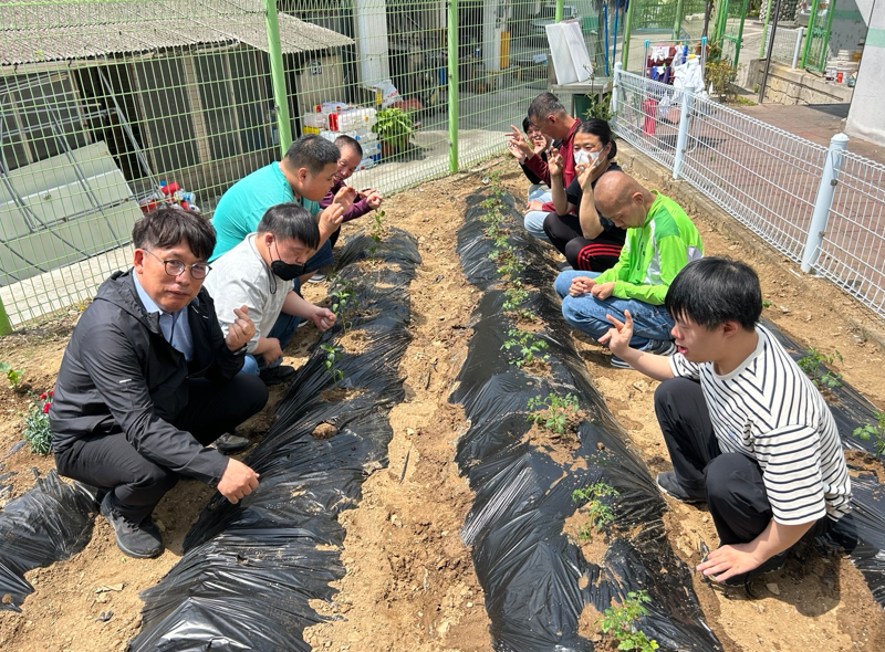 방울토마토, 오이, 청양고추 모종 심기